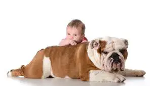 Bulldog ingles, ideal para los bebes