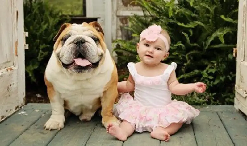 Bulldog Inglés y Bebés