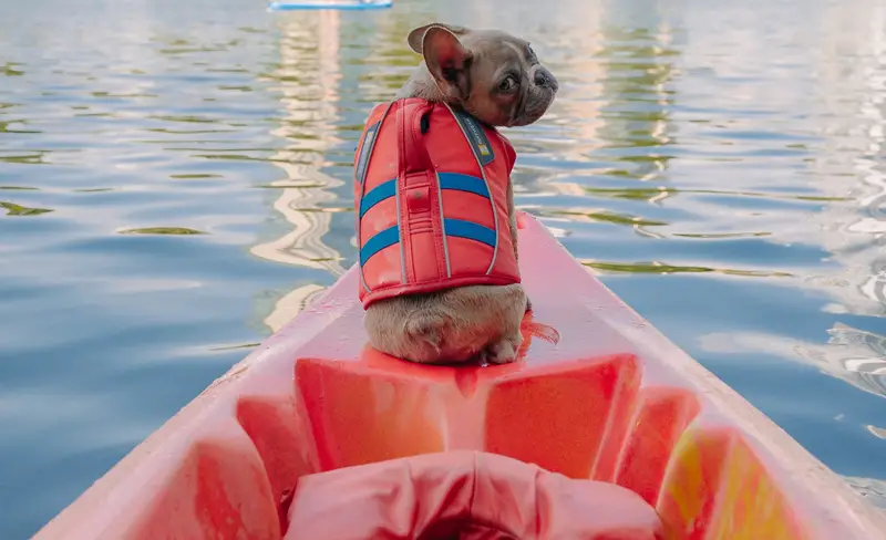 Los 5 mejores chalecos flotadores para perros