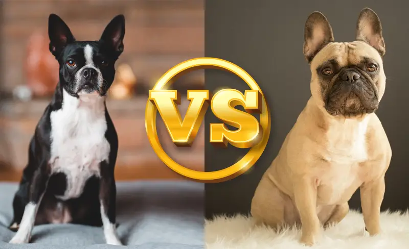 Bulldog Francés vs. Boston Terrier, cuáles son sus diferencias