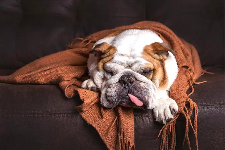 Bulldog Ingles durmiendo con lengua de fuera