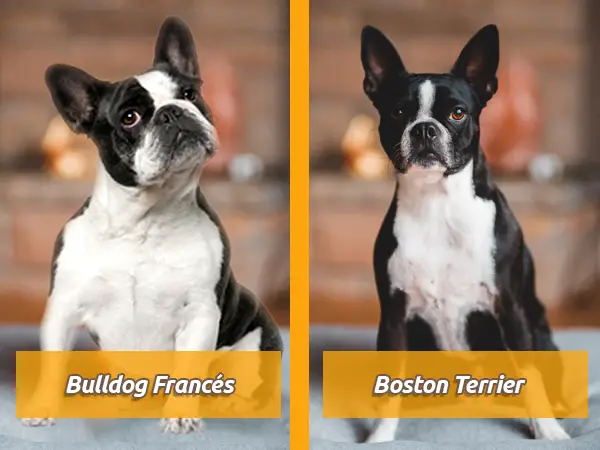 Bulldog frances boston terrier diferencias